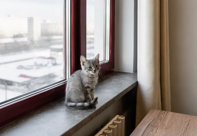 Котёнок на подоконнике окна, окрашенного в бордовый цвет